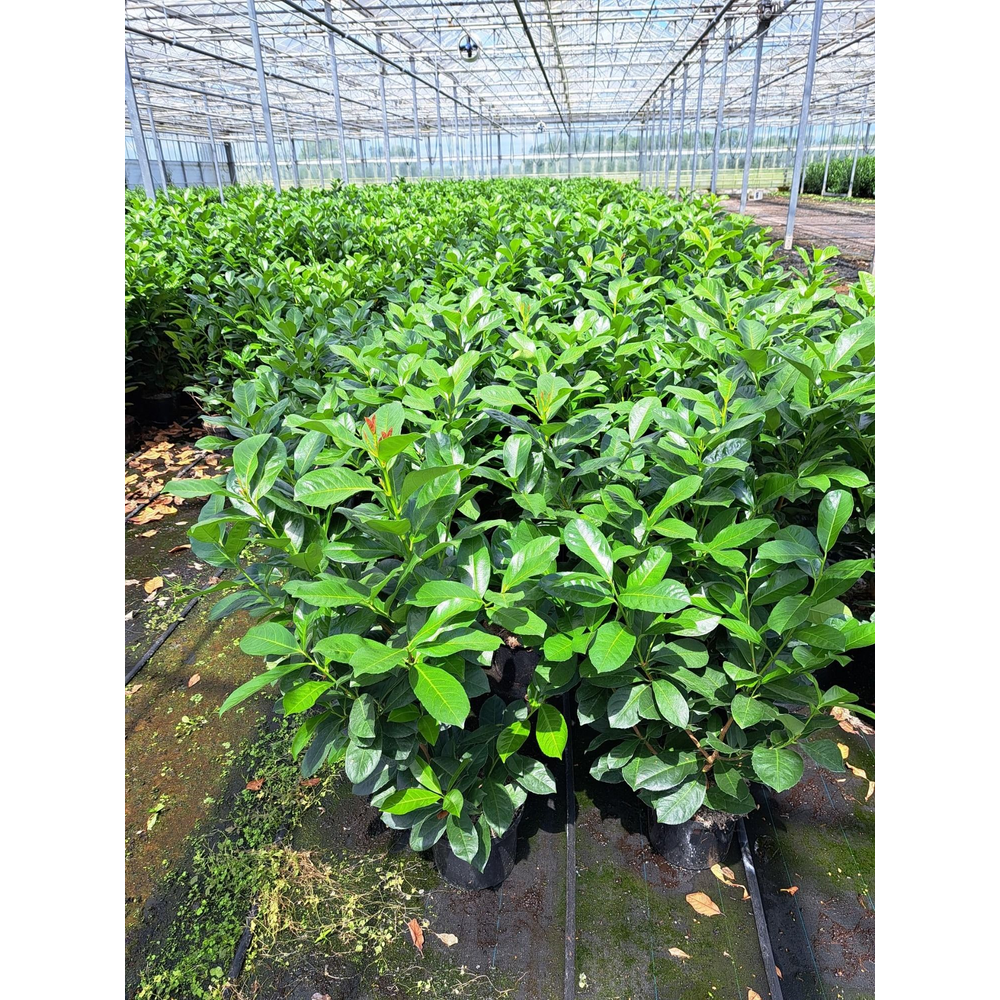 Prunus laurocerasus 'Etna'®.