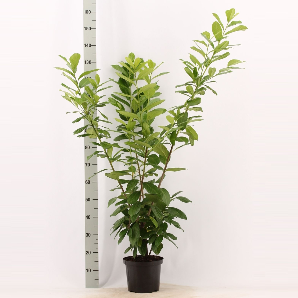 Prunus laurocerasus 'Novita'.