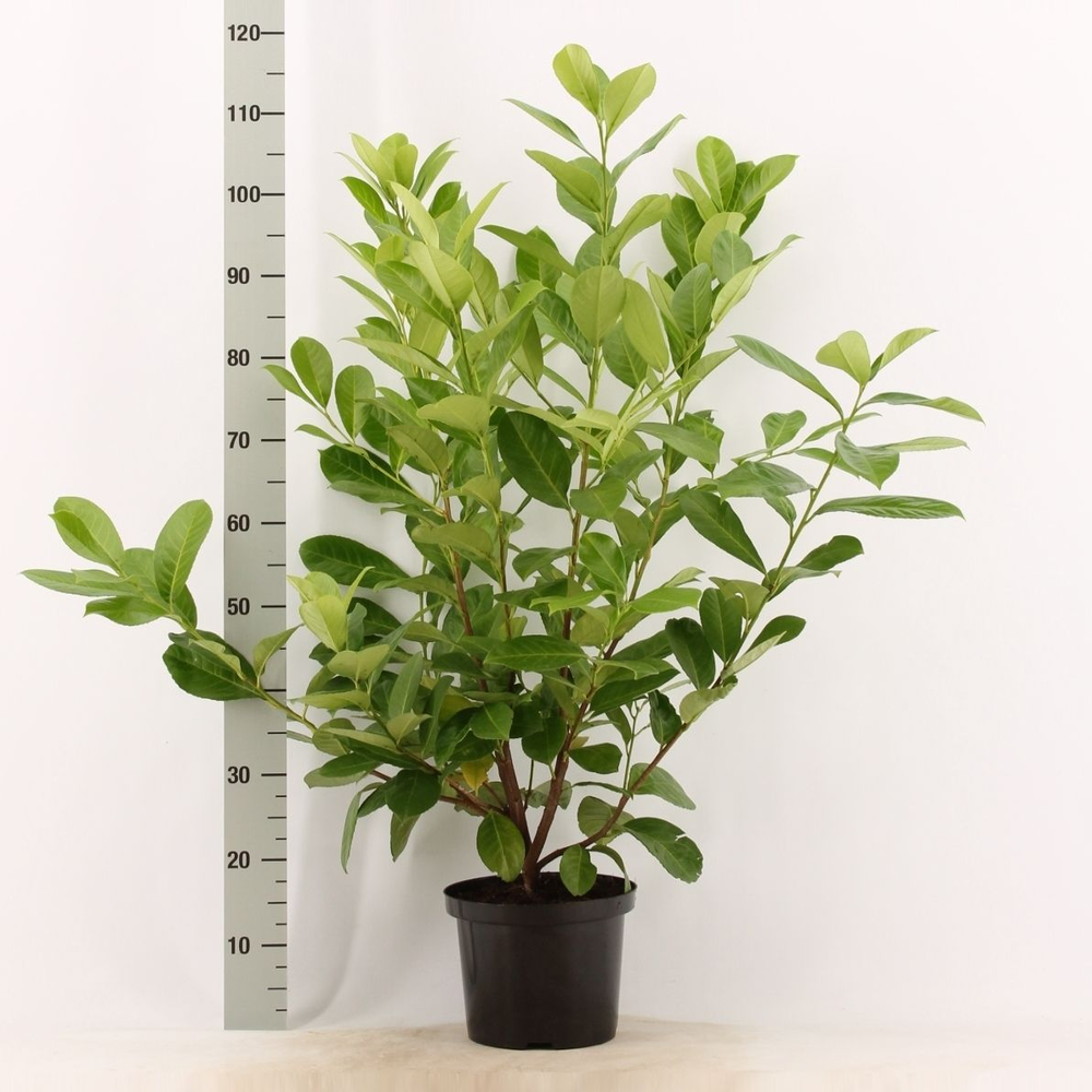 Prunus laurocerasus 'Rotundifolia'.