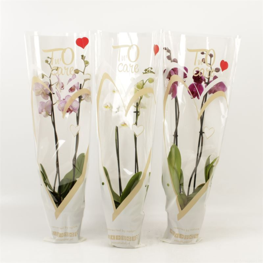 Phalaenopsis gemengd 2 tak gemengd in two care hoe.