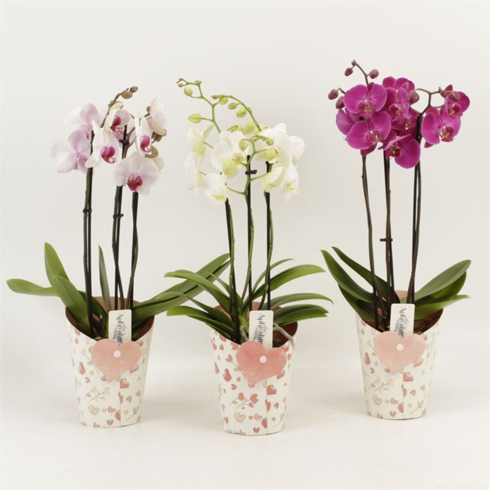 Phalaenopsis gemengd 3 tak gemengd shorty in potco.
