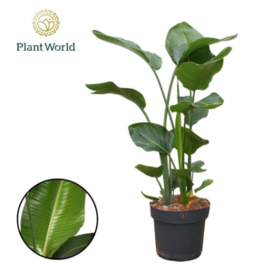 Strelitzia Nicolai 3 PP (zonder bloem) P24 100-120.