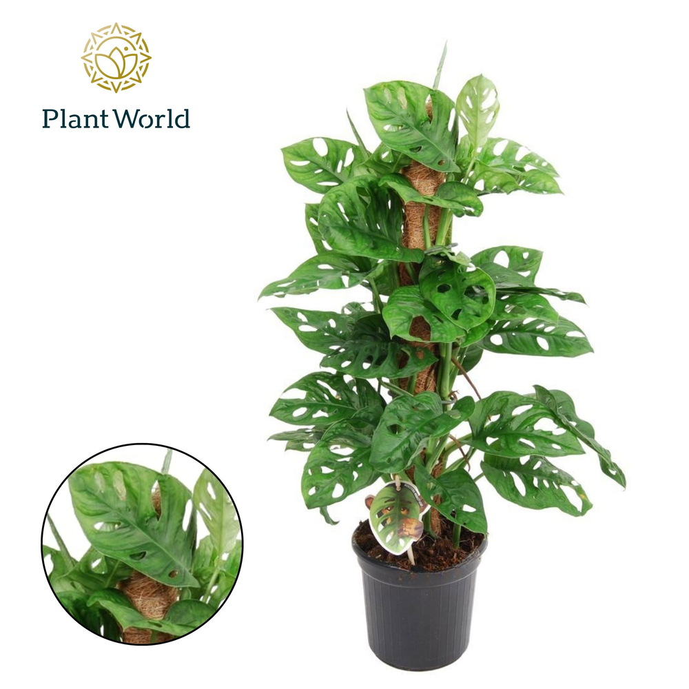 Monstera obliqua 'Monkey Leaf' Mosstok.