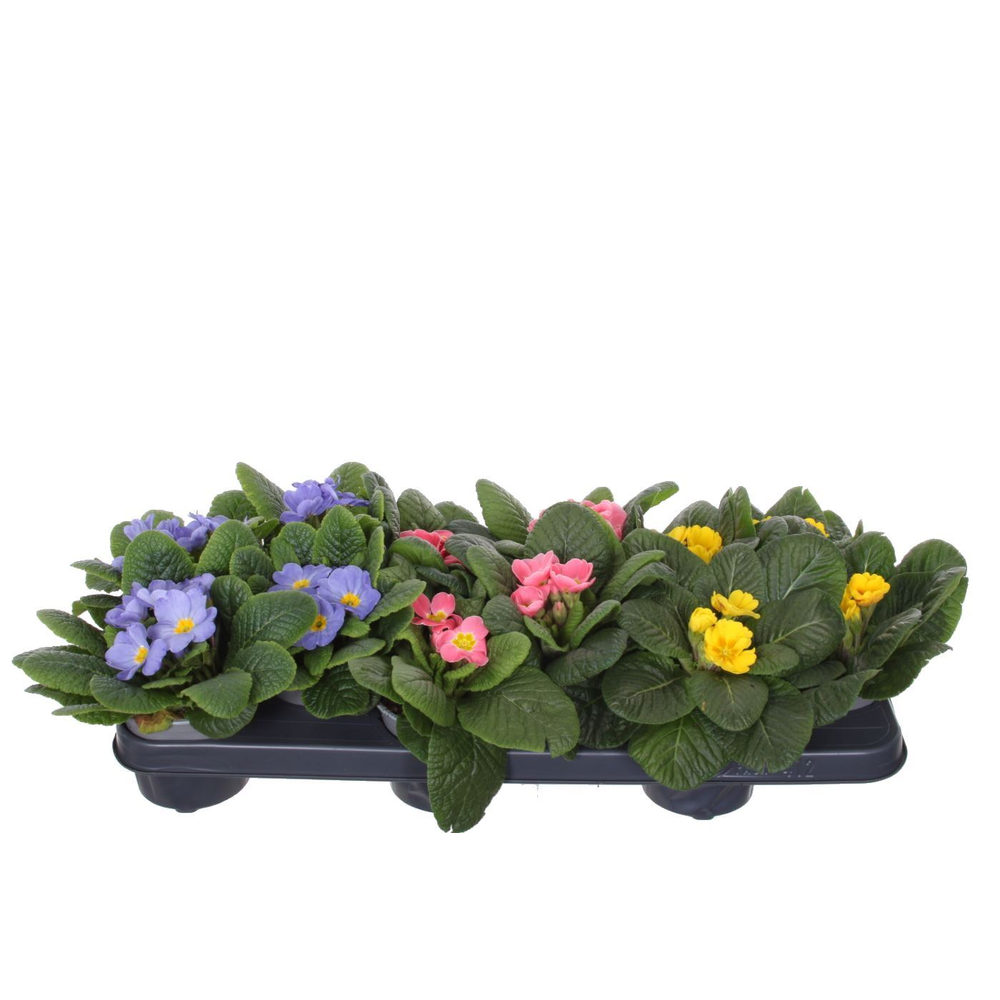 Primula acaulis Candy mix.