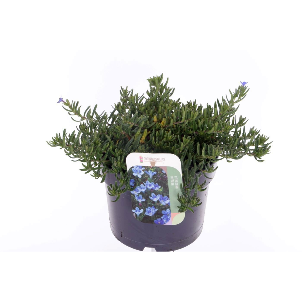 Lithodora diffusa Grace Ward.