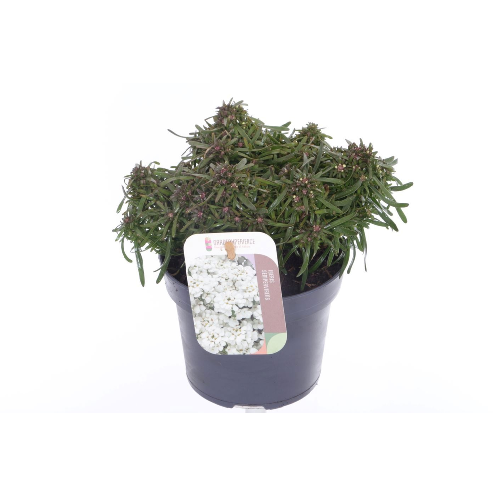 Iberis sempervirens Fischbeck.