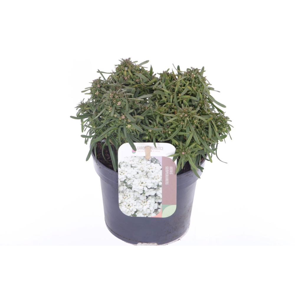 Iberis sempervirens Fischbeck.