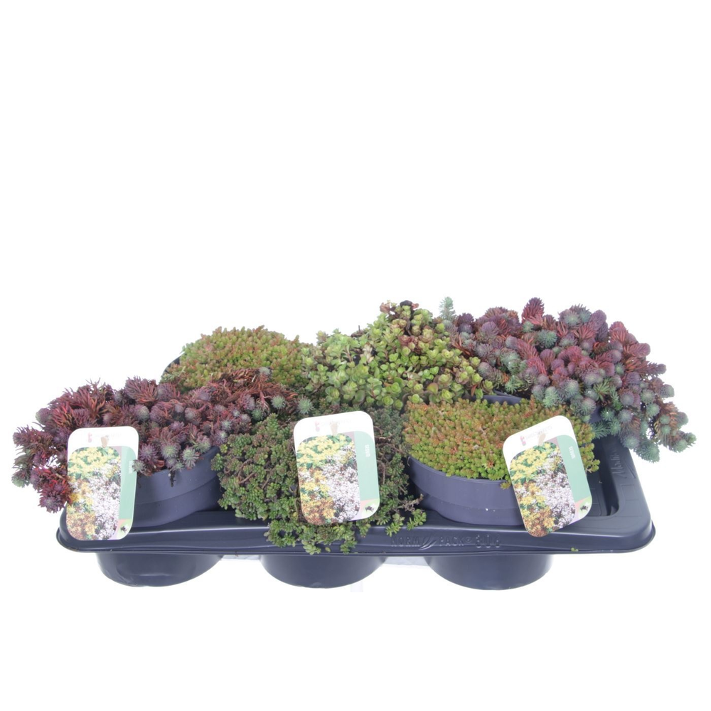 Sedum mix in tray.