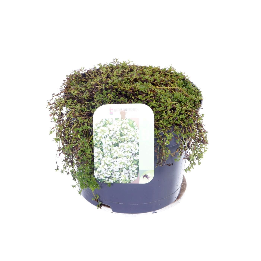 Thymus praecox Albiflorus.