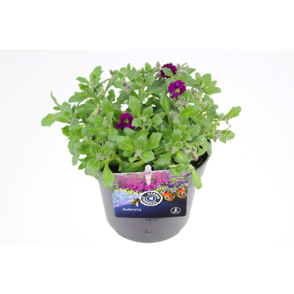 Aubrieta Axcent LTD Burgundy.