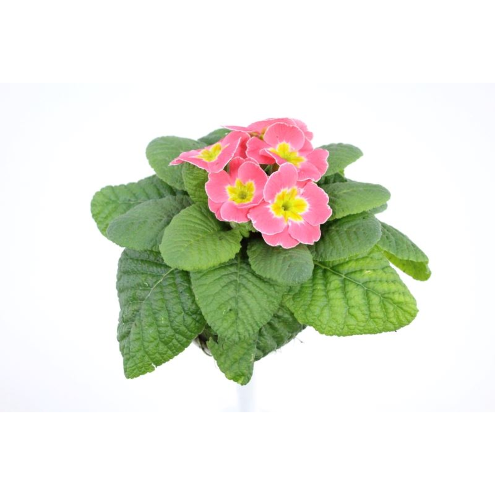 Primula acaulis Candy Baby Pink.