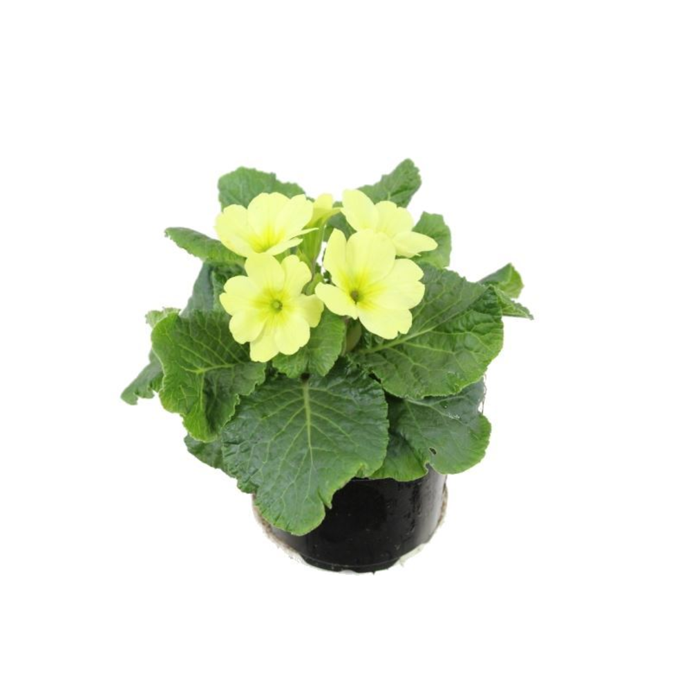 Primula acaulis Candy Vanilla.