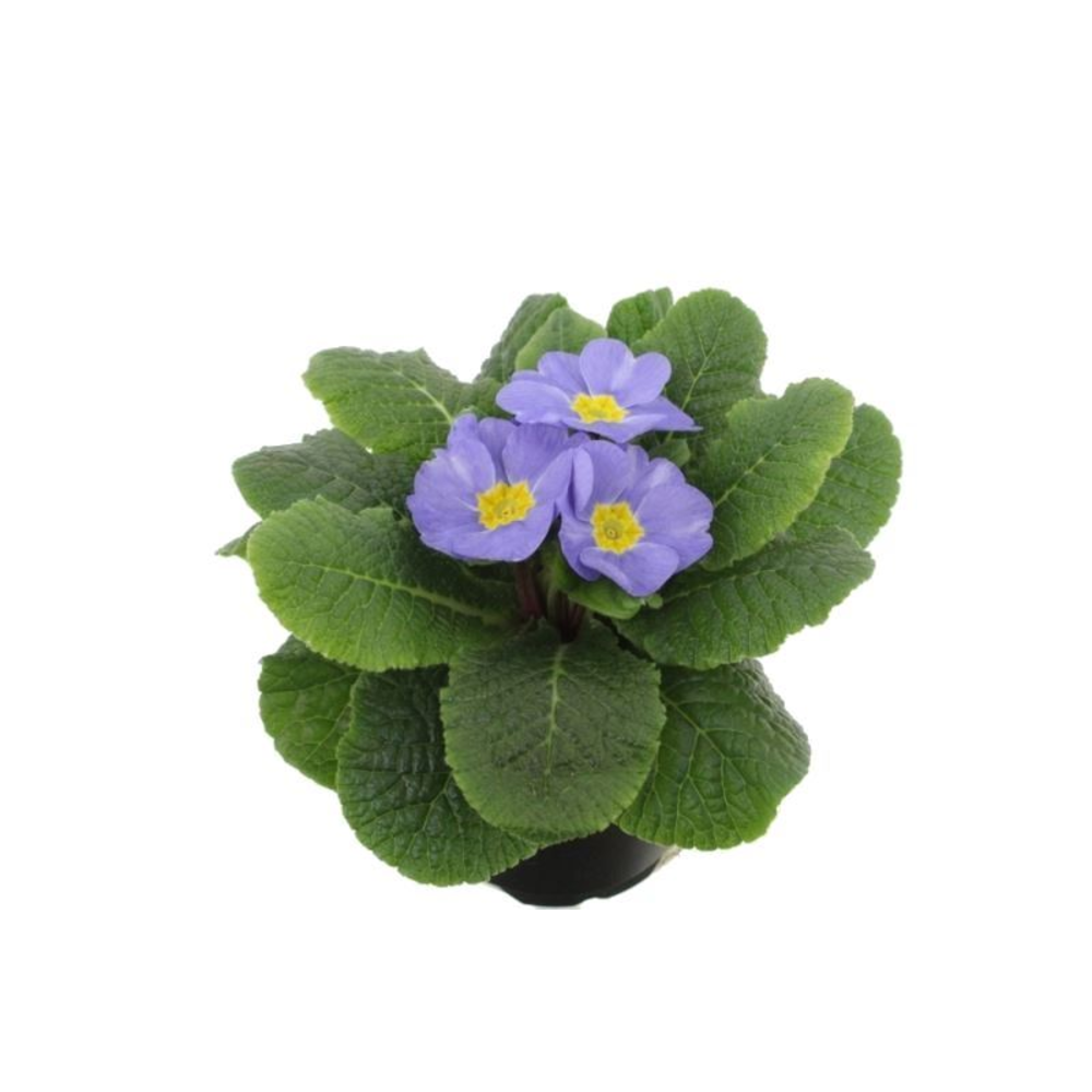 Primula acaulis Candy Baby Blue.