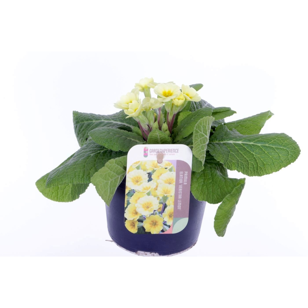 Primula elatior Veristar Lemon.