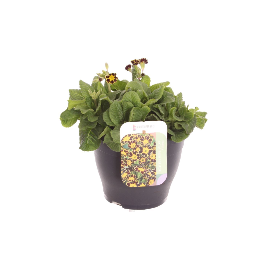 Primula elatior Mister Gold Laced.