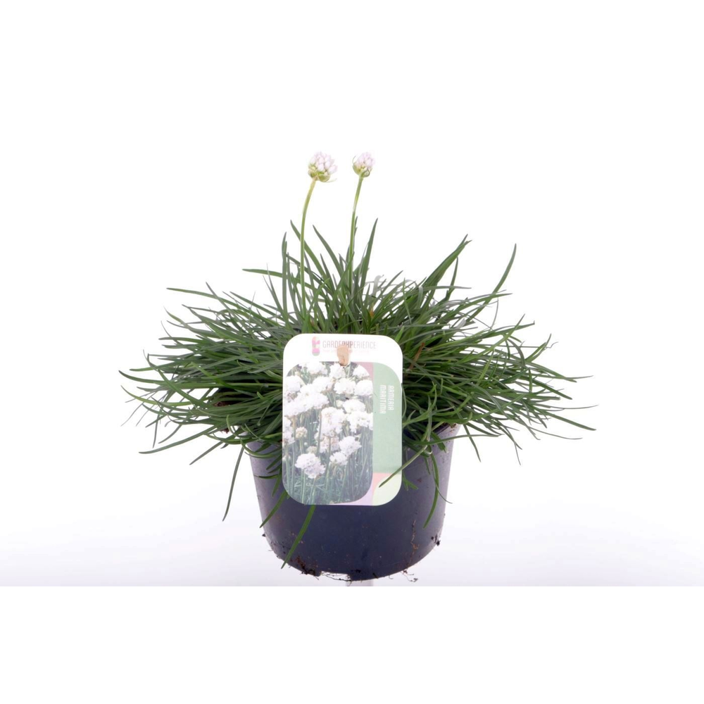 Armeria maritima Alba.