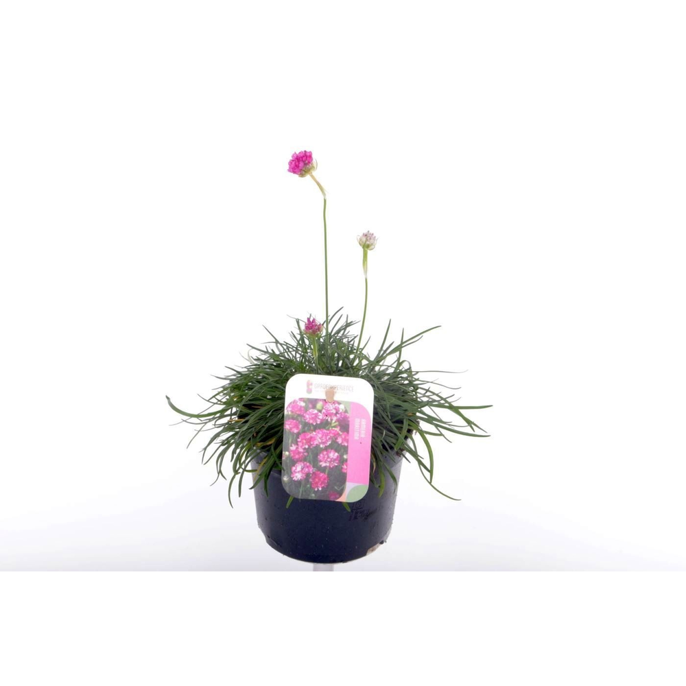 Armeria maritima Splendens.