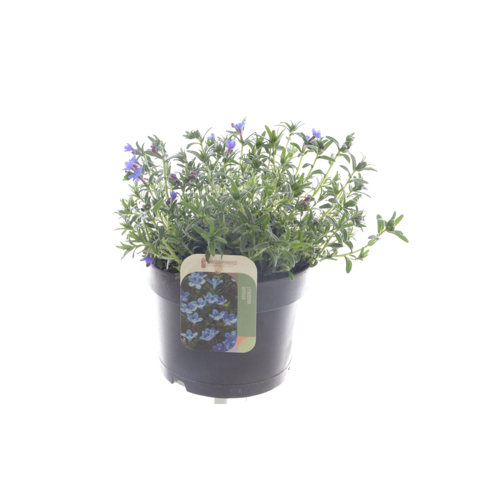 Lithodora diff. Heavenly Blue.