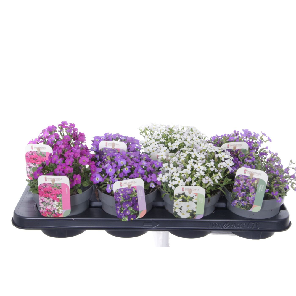 Aubrieta mix in tray.