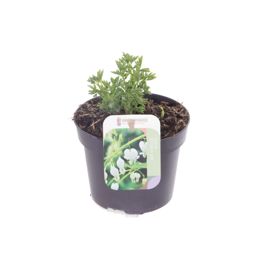 Dicentra spectabilis Alba.