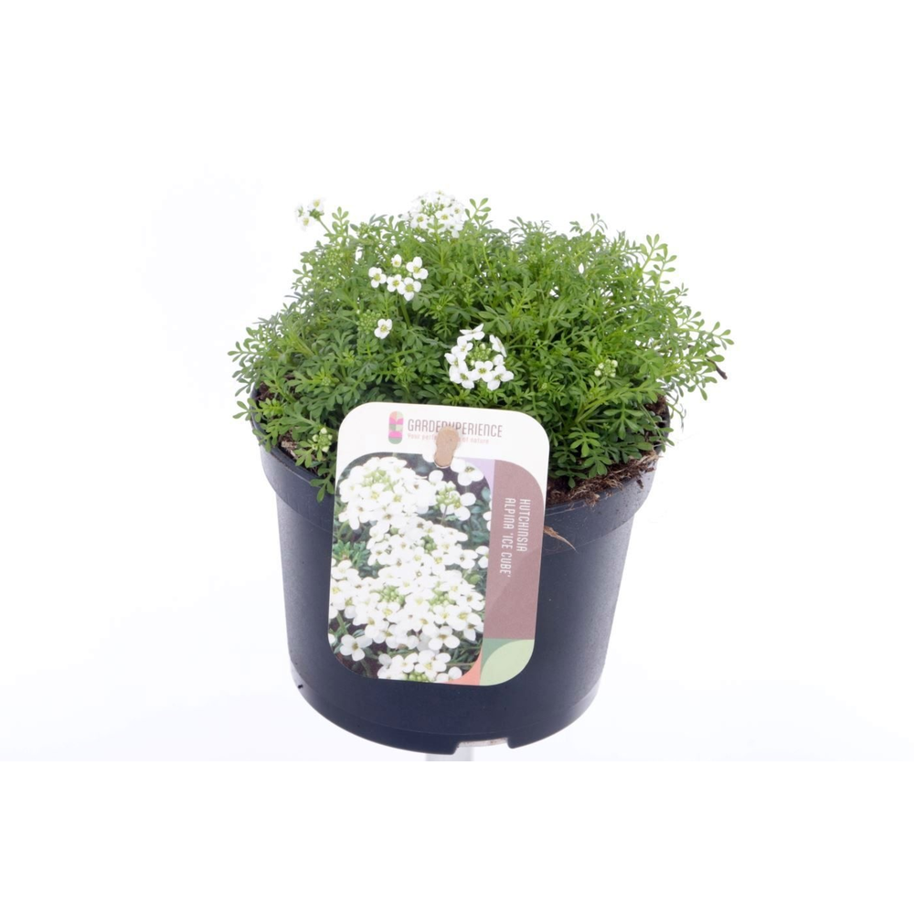 Hutchinsia alpina Ice Cube.