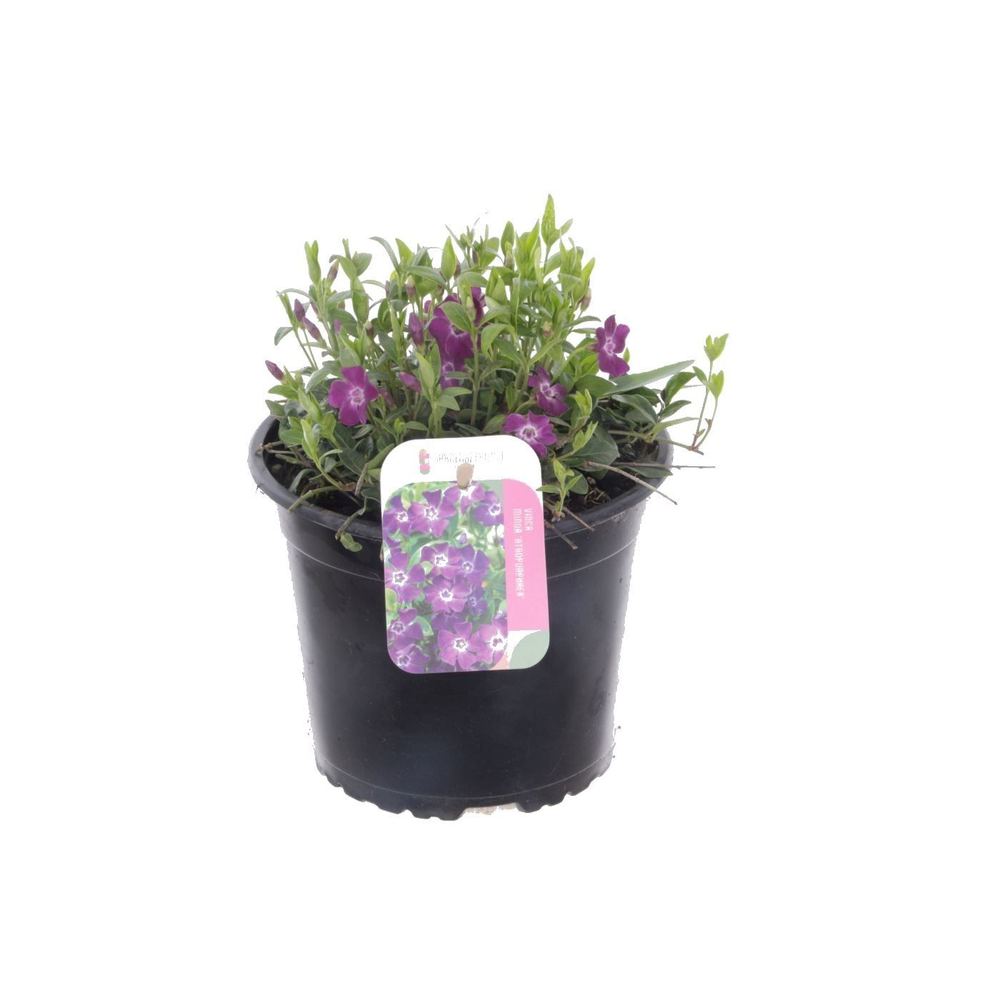 Vinca minor Atropurpurea.