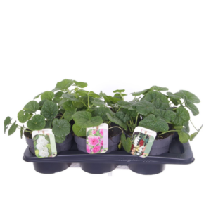 Alcea rosea Chart. Double Mix.