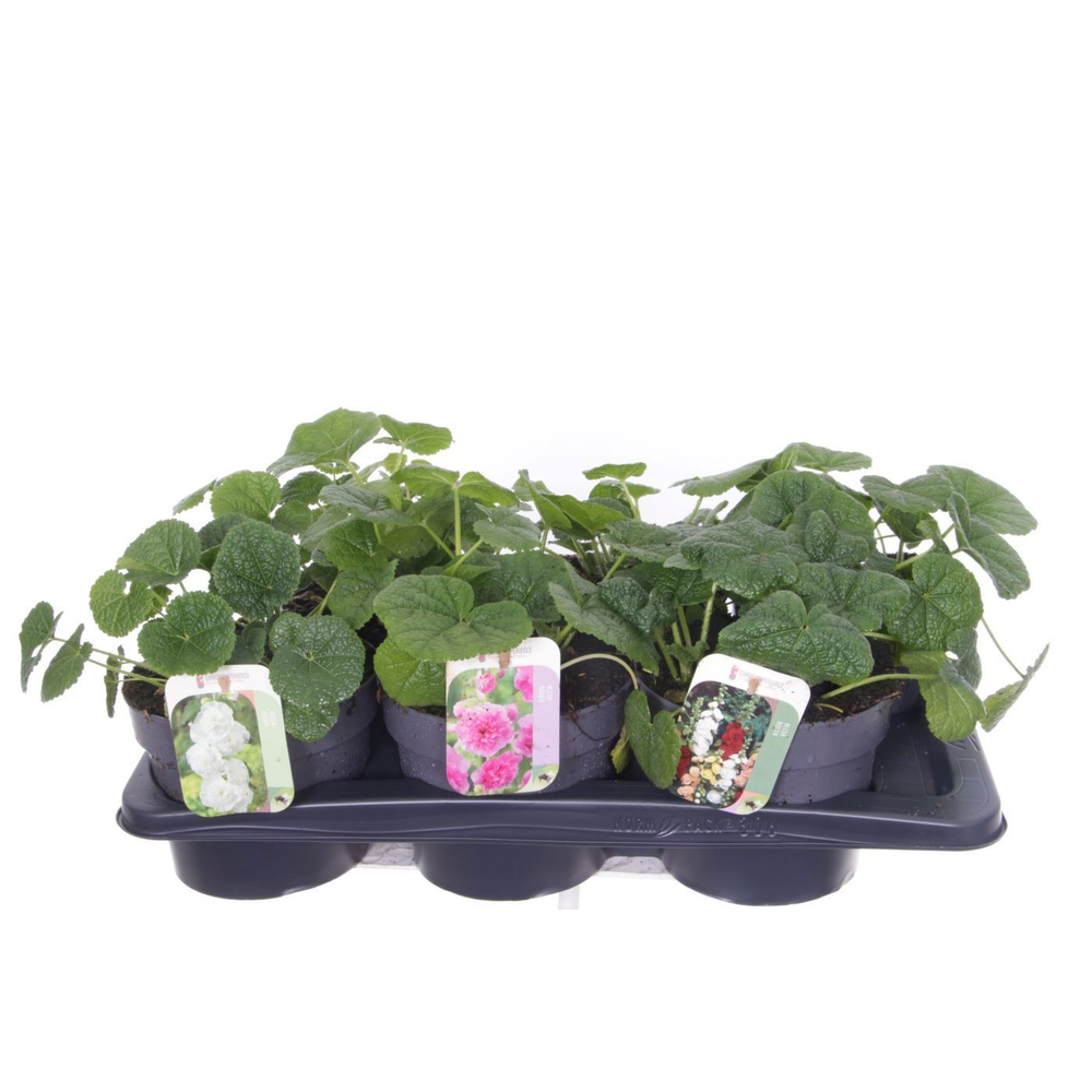 Alcea rosea Chart. Double Mix.