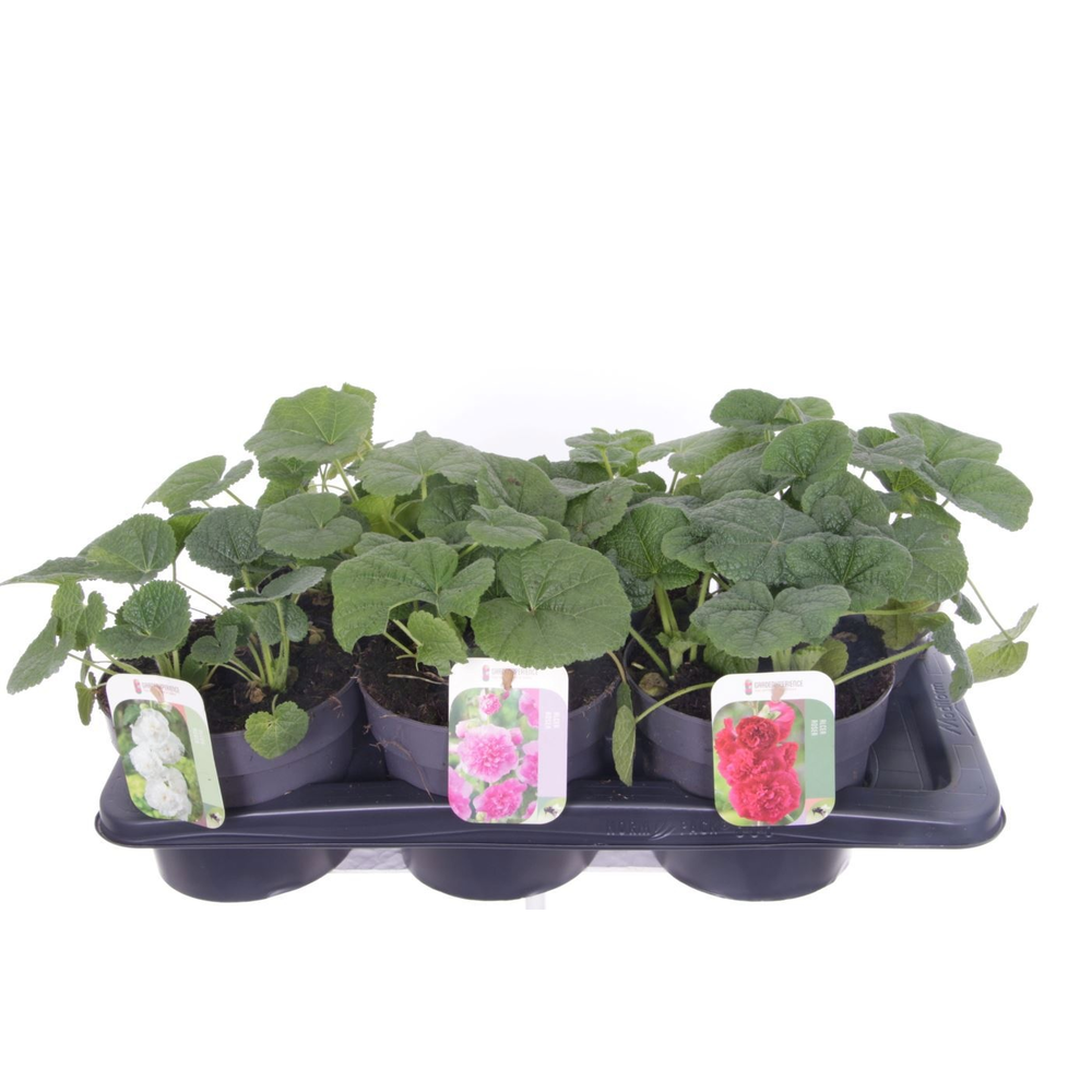 Alcea rosea Chart. Double Mix.