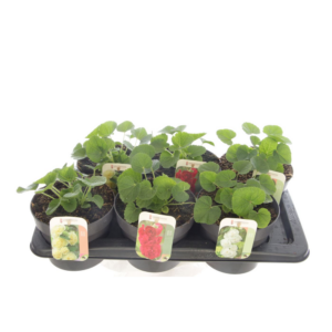 Alcea rosea Chart. Double Mix.