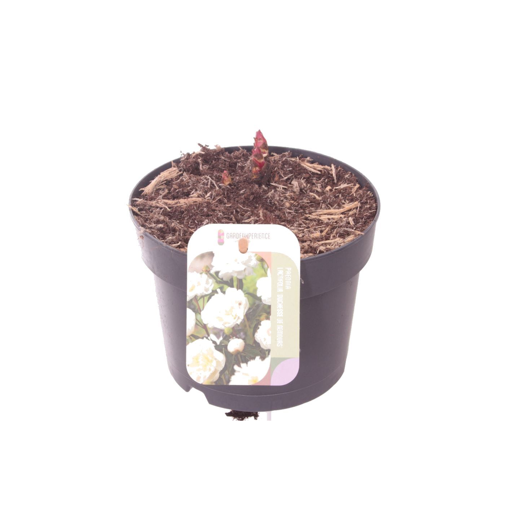 Paeonia Duchesse de Nemours.