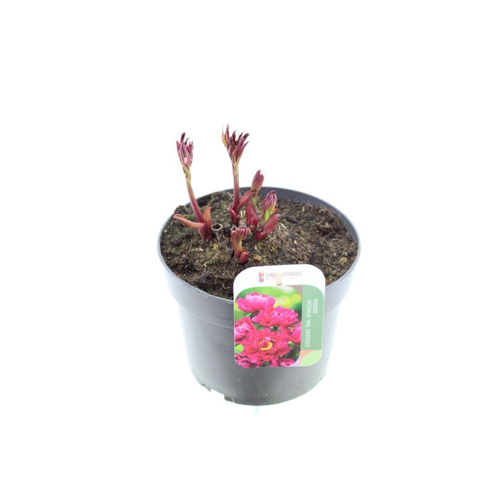 Paeonia Karl Rosenfield.