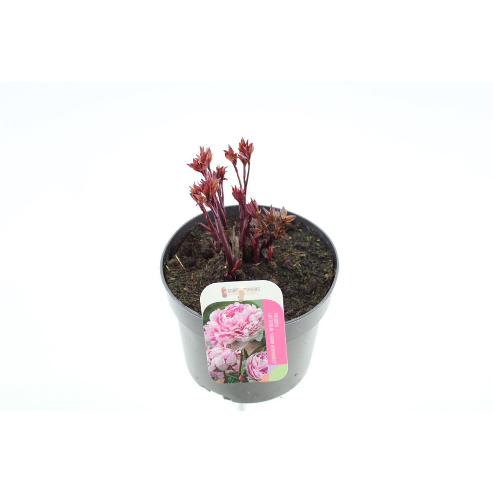 Paeonia Sarah Bernhard.