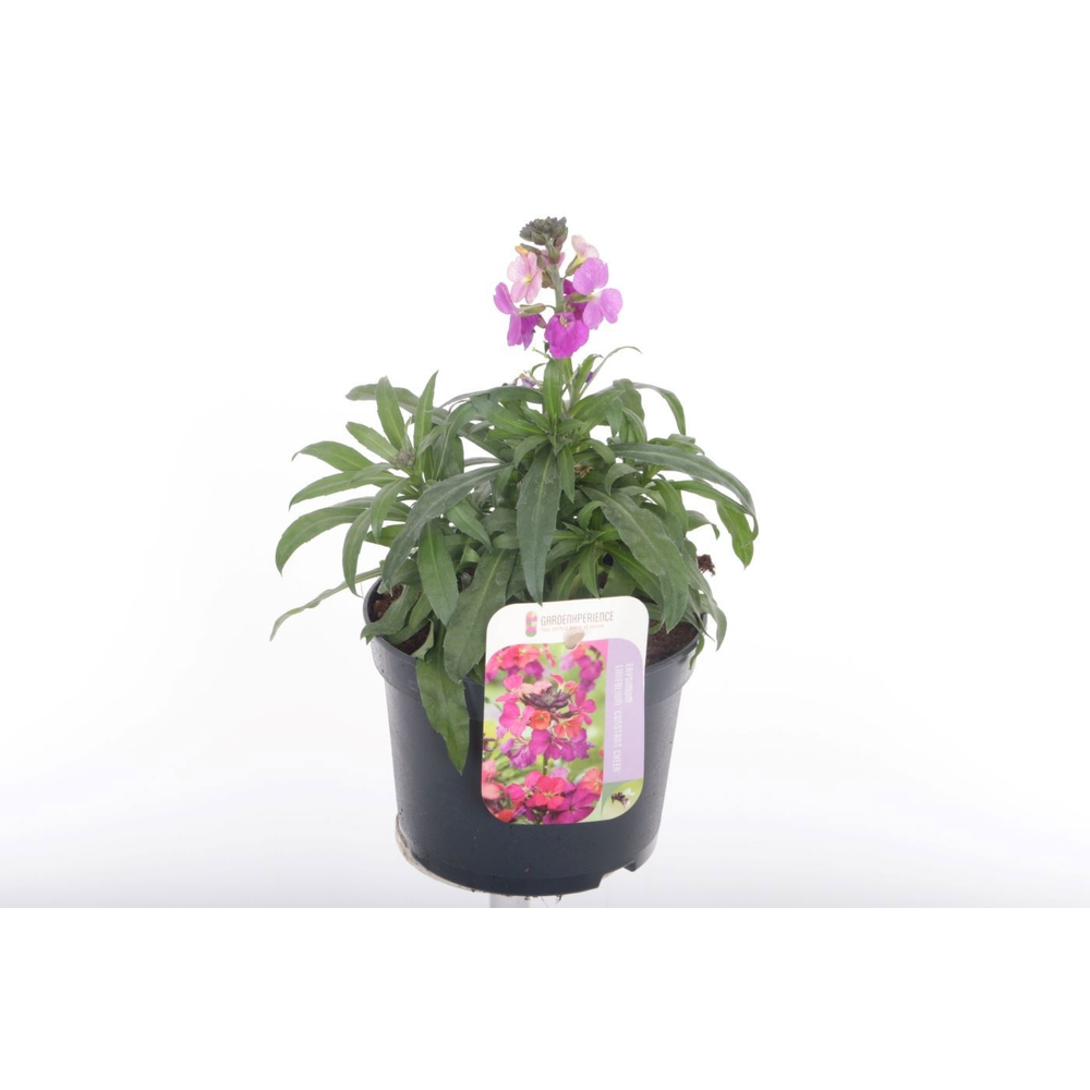 Erysimum Constant Cheer.