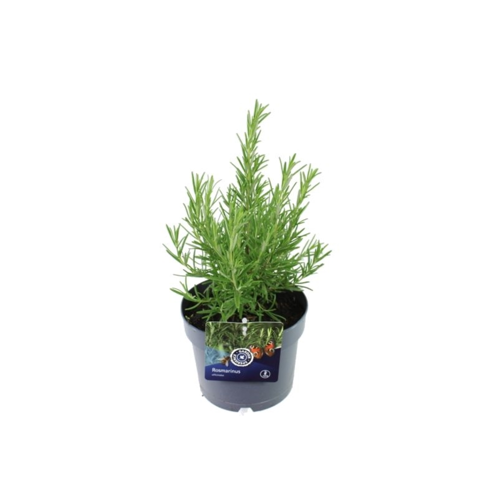 Rosmarinus officinalis.