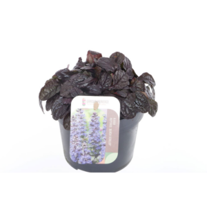 Ajuga reptans Black Scallop.