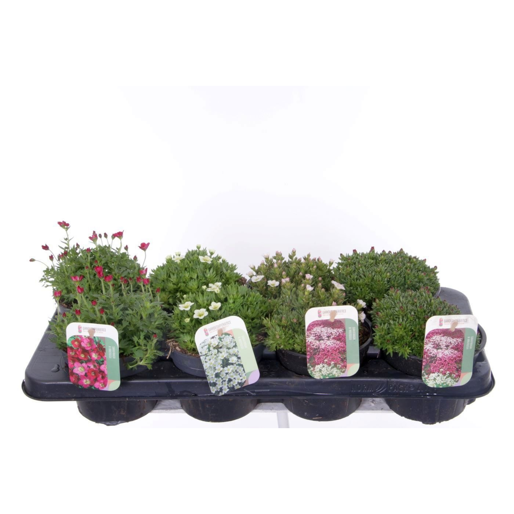 Saxifraga mix in tray.
