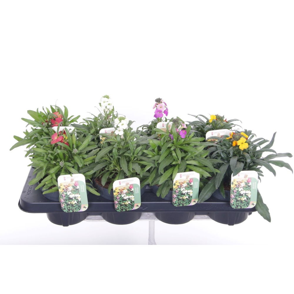 Erysimum linifolium mix.