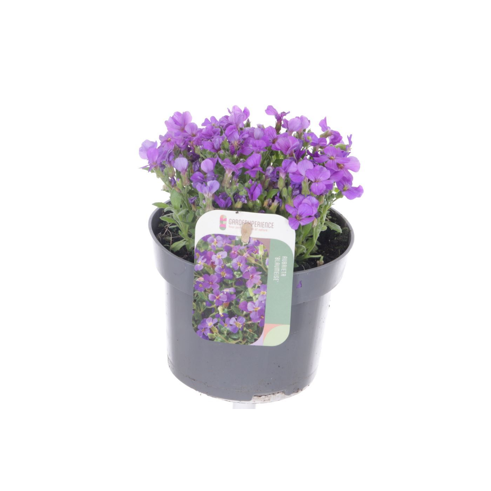 Aubrieta Blaumeise.