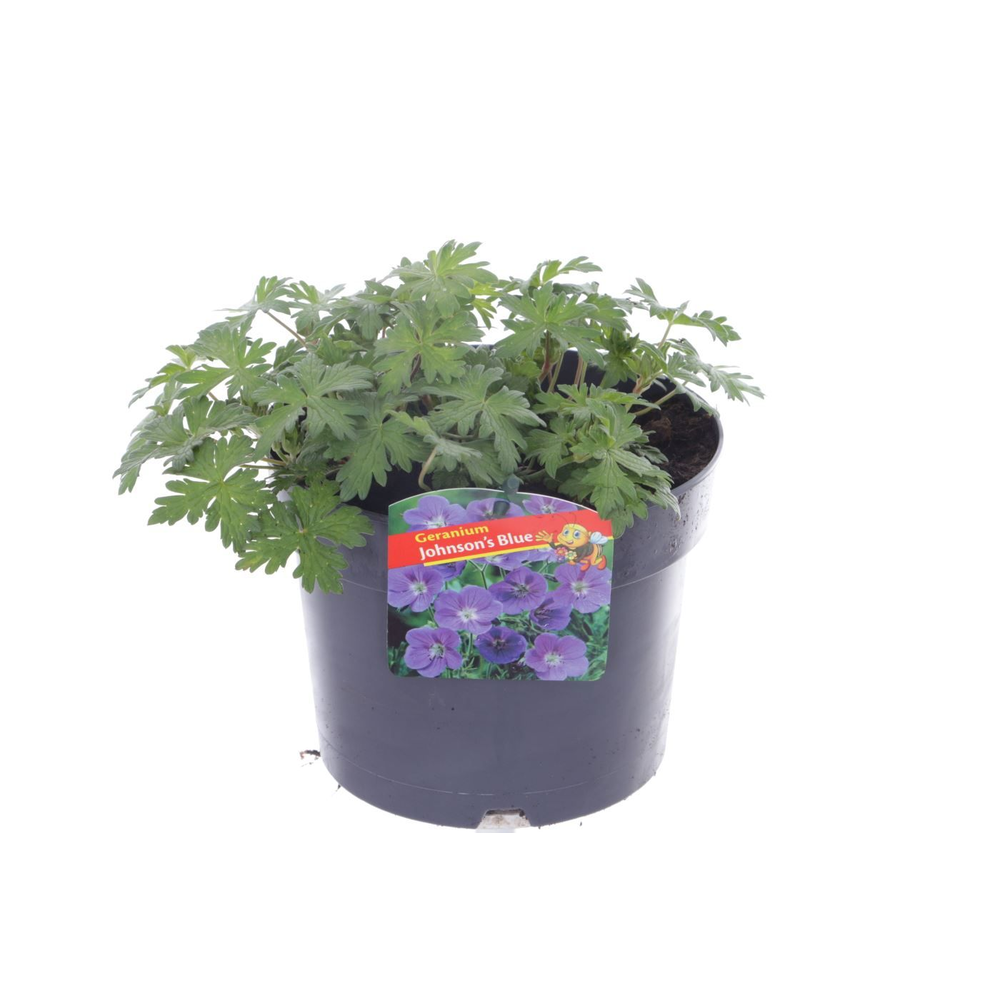 Geranium Johnsons Blue.