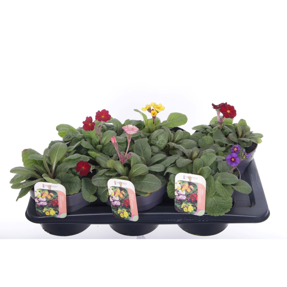 Primula elatior Gold Nugget mix.