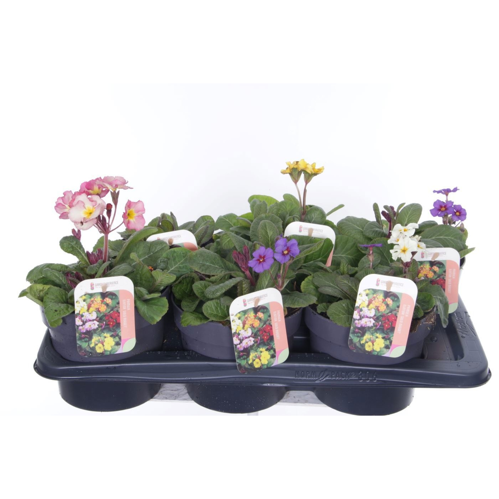 Primula elatior Gold Nugget mix.