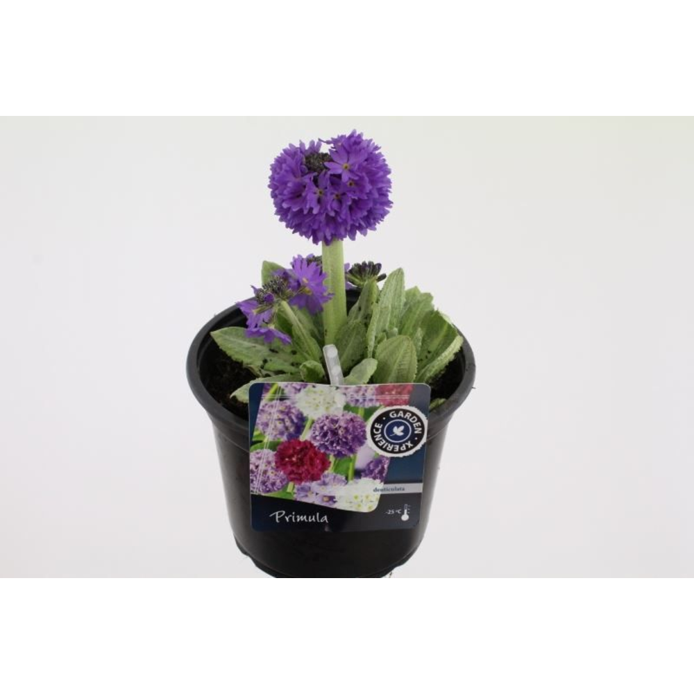 Primula denticulata cashmeriana.