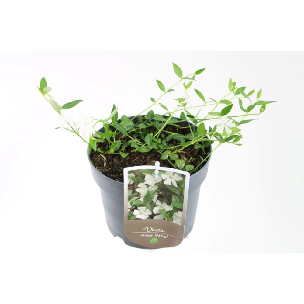 Vinca minor Alba.