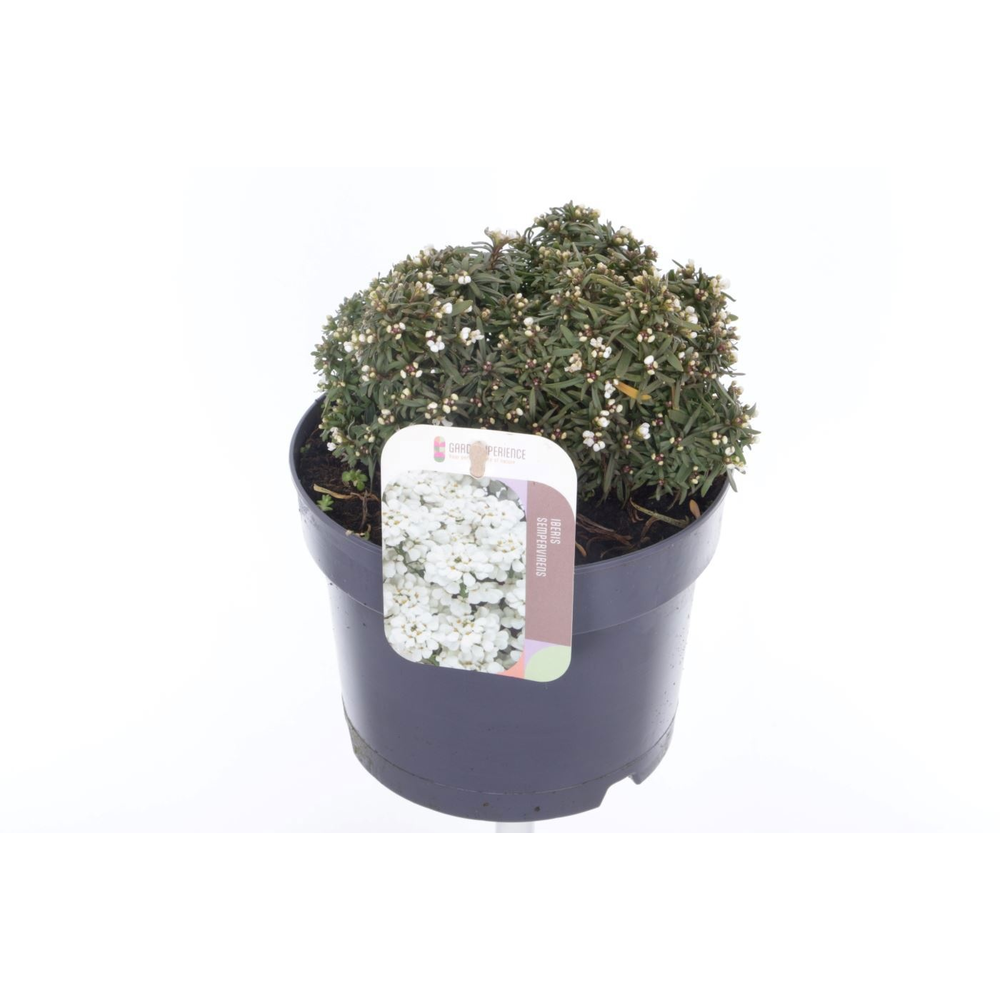 Iberis sempervirens Snow Cone.