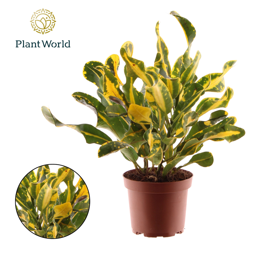 Croton Yellow Mammi 3pp kopstek (Decorum).