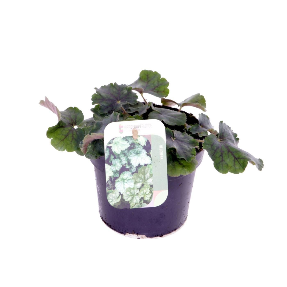 Heuchera sang. Coral Forest.