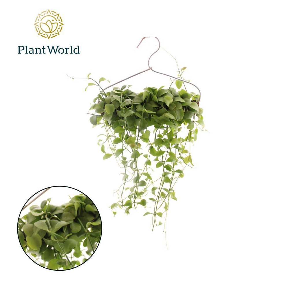 Dischidia 'Geri' op kledinghanger.