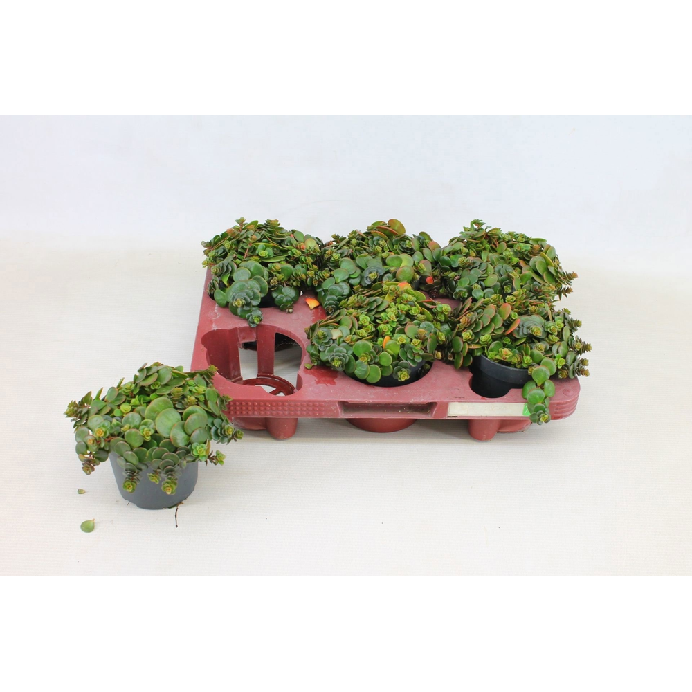 Sedum Tornado 10,5cm.