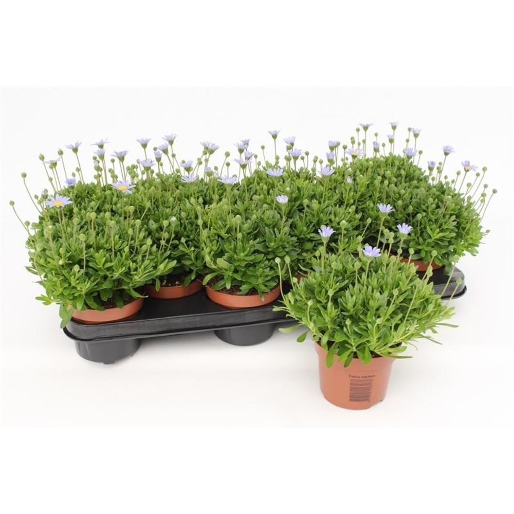 Felicia Amelloides Felicitara Blue.